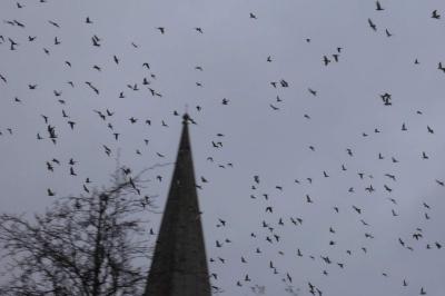 Pigeon biset domestique