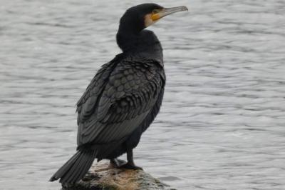Grand Cormoran