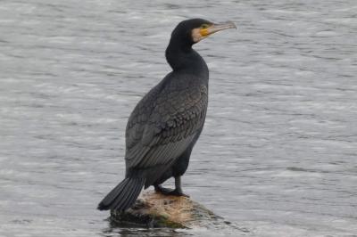 Grand Cormoran
