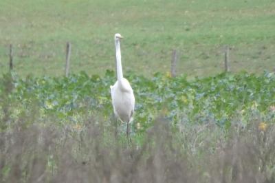 Grande Aigrette