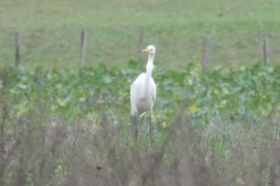 Grande Aigrette