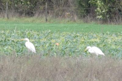 Grande Aigrette