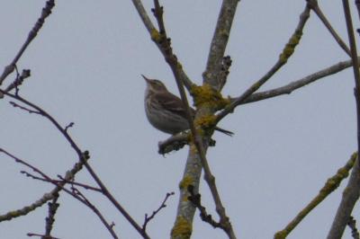 Pipit spioncelle