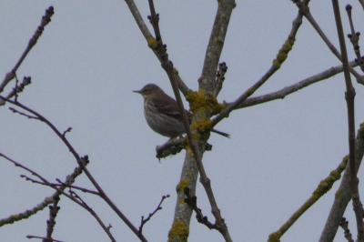 Pipit spioncelle