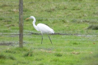 Grande Aigrette