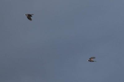 Corbeau freux