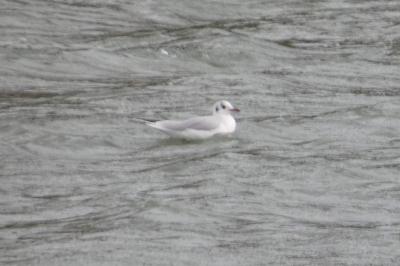 Mouette rieuse