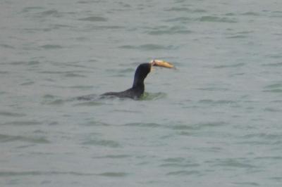Grand Cormoran