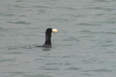 Grand Cormoran