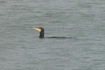 Grand Cormoran
