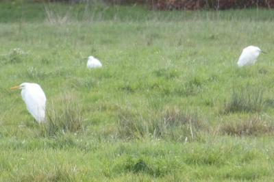 Grande Aigrette
