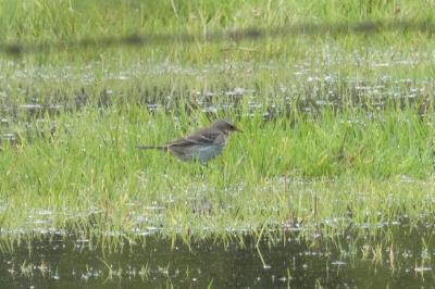 Pipit spioncelle