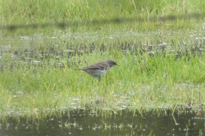 Pipit spioncelle
