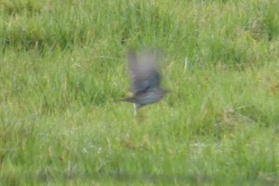 Pipit spioncelle