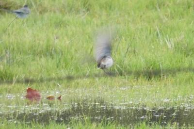 Pipit spioncelle