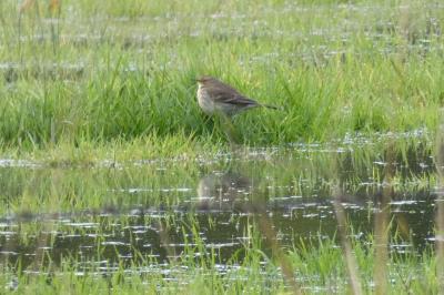 Pipit spioncelle