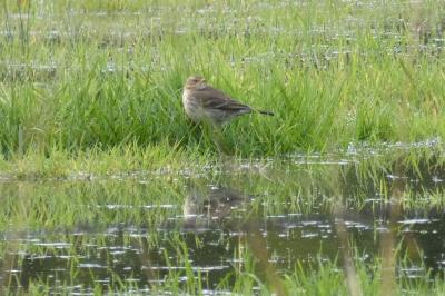 Pipit spioncelle