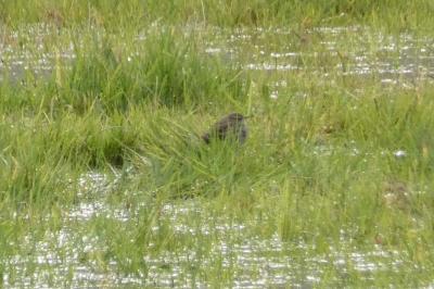 Pipit spioncelle