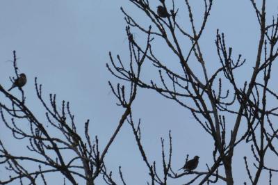 Pipit spioncelle