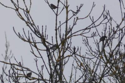 Pipit spioncelle
