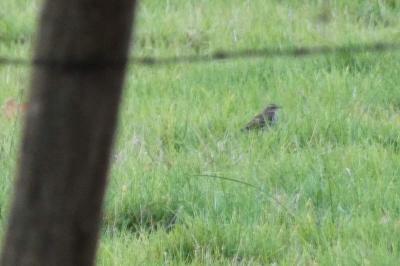 Pipit spioncelle