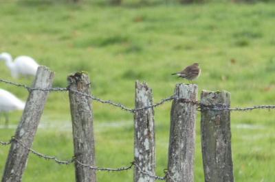 Pipit spioncelle