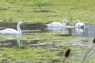 Cygne tuberculé