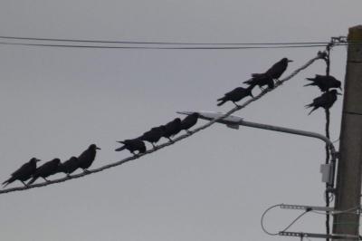 Corbeau freux