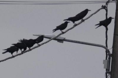 Corbeau freux