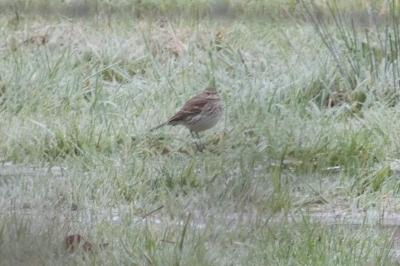 Pipit spioncelle