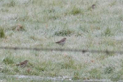 Pipit spioncelle