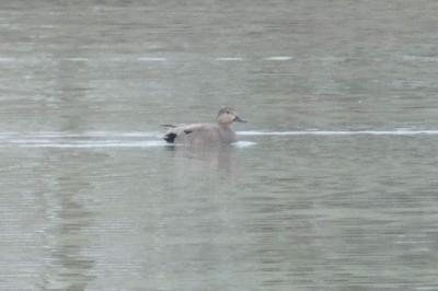 Canard chipeau