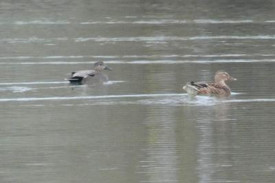 Canard chipeau