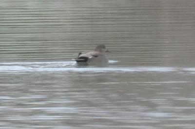 Canard chipeau