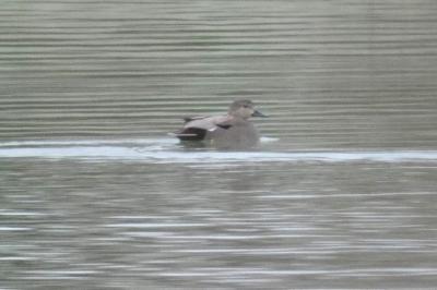 Canard chipeau