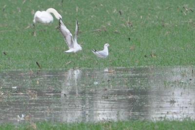 Mouette rieuse