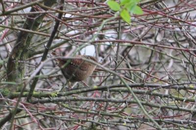 Troglodyte mignon