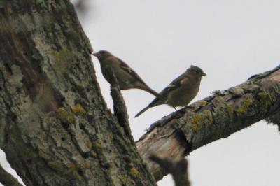 Pinson des arbres