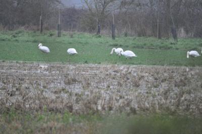 Cygne tuberculé