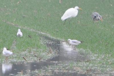 Grande Aigrette