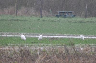 Aigrette garzette