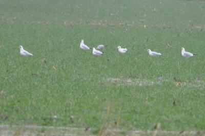 Mouette rieuse