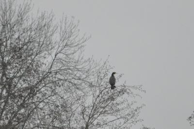 Grand Cormoran