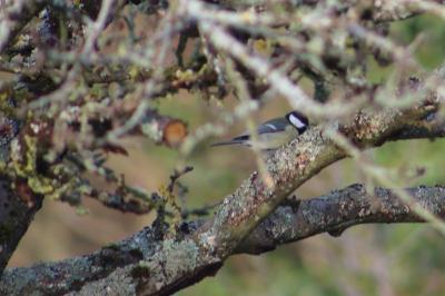 Mésange charbonnière