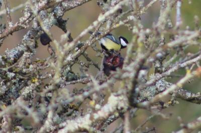 Mésange charbonnière