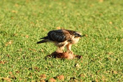 Buse variable