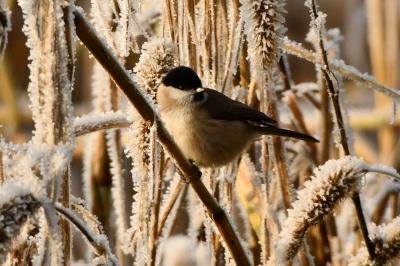 Mésange nonnette