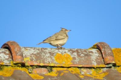 Cochevis huppé