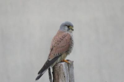 Faucon crécerelle