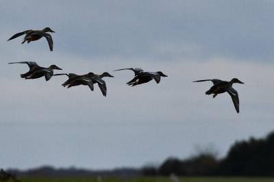 Canard souchet